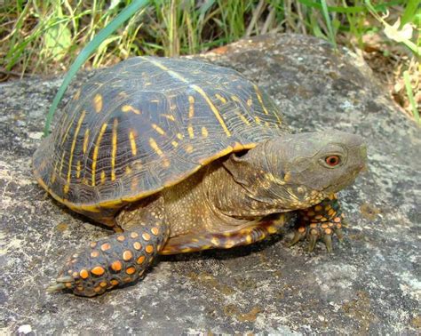 ornate box turtle distribution|ornate box turtle care guide.